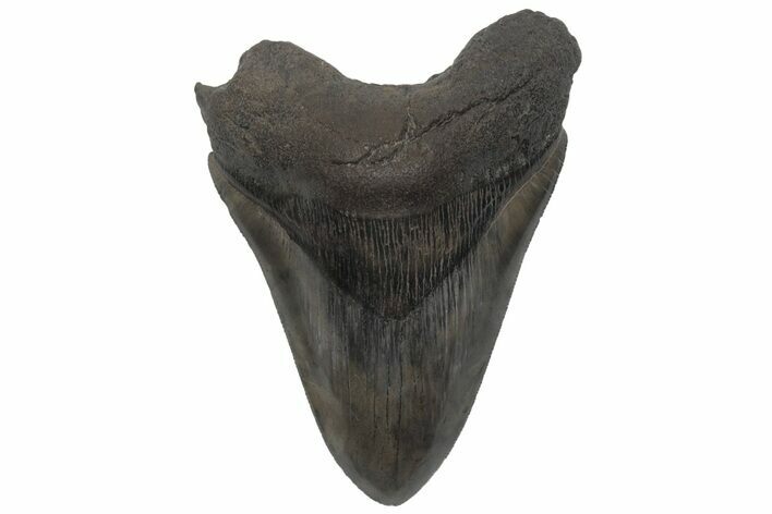 Serrated, Fossil Megalodon Tooth - South Carolina #210758